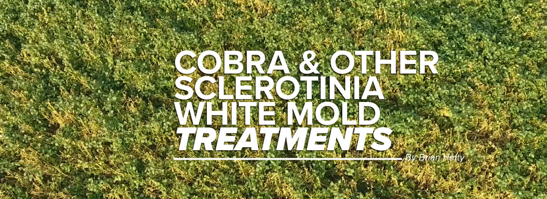 Cobra & Other Sclerotinia White Mold Treatments mobile article header image