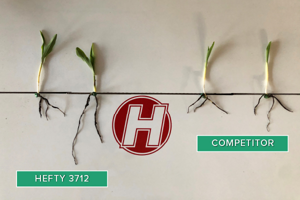 Hefty Brand Corn 3712 Treated with Hefty Complete Seed Treatment compared to competitor seed in Thief River Falls, MN.