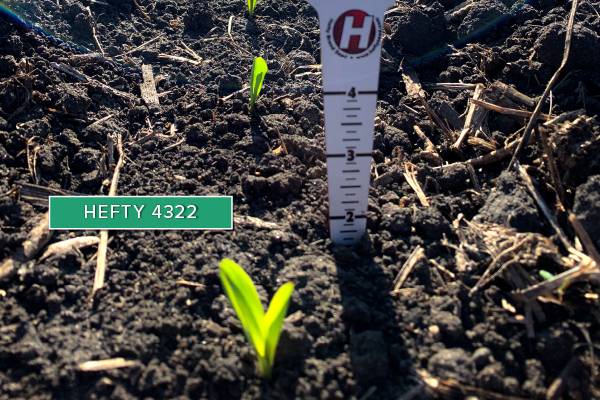 Hefty Brand Corn 4322 Treated with Hefty Complete Seed Treatment in Fargo, ND.