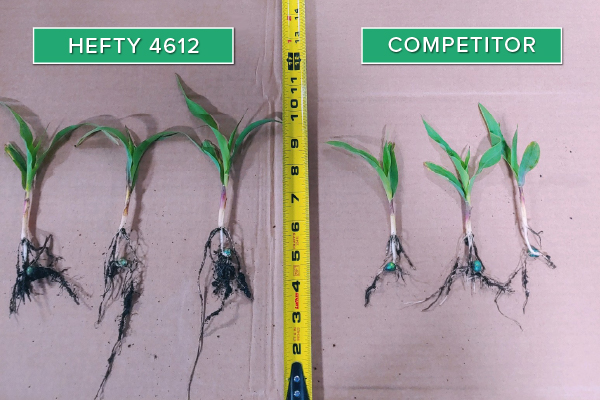 Hefty Brand Corn 4612 Treated with Hefty Complete Seed Treatment compared to competitor seed.