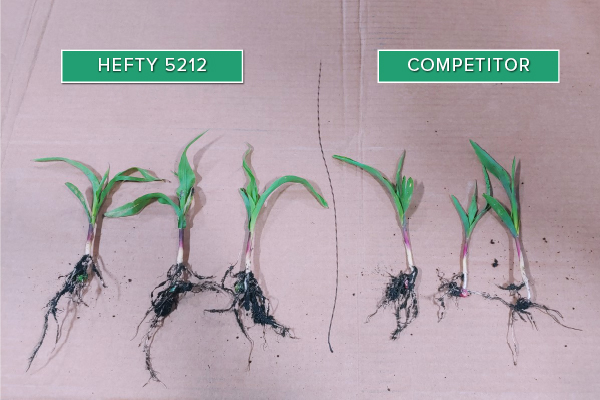 Hefty Brand Corn 5212 Treated with Hefty Complete Seed Treatment compared to competitor seed.
