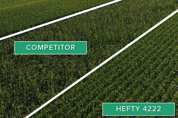 Hefty Brand Corn 4222 Treated with Hefty Complete Seed Treatment compared to competitor seed in Thief River Falls, MN.