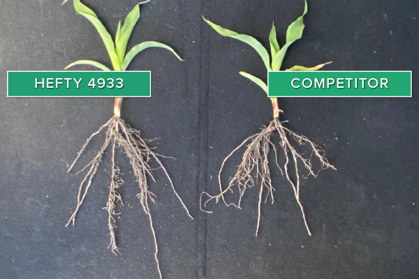 Hefty Brand Corn 4933 Treated with Hefty Complete Seed Treatment compared to competitor seed in Canby, MN.