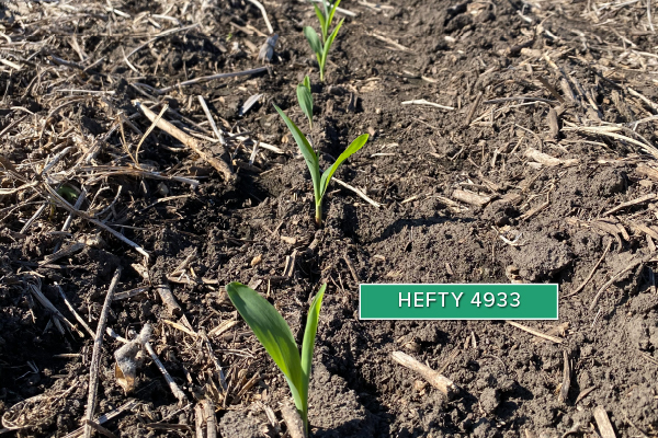 Hefty Brand Corn 4933 Treated with Hefty Complete Seed Treatment.