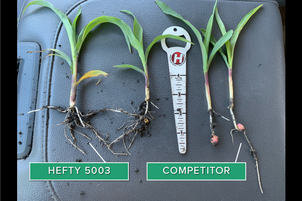 Hefty Brand Corn 5003 Treated with Hefty Complete Seed Treatment compared to competitor seed in Holstein, IA.