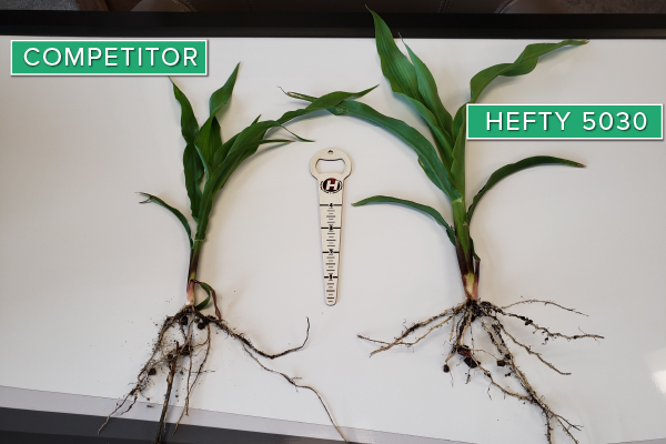 Hefty Brand Corn 5030 Treated with Hefty Complete Seed Treatment compared to competitor seed in Sheldon, IA.