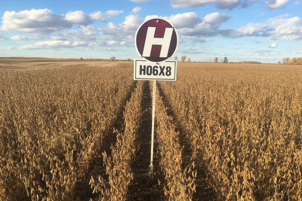 H06X8 harvest soybean field image