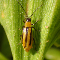 Corn Rootworm Pressure on the Rise – Hefty Seed Company