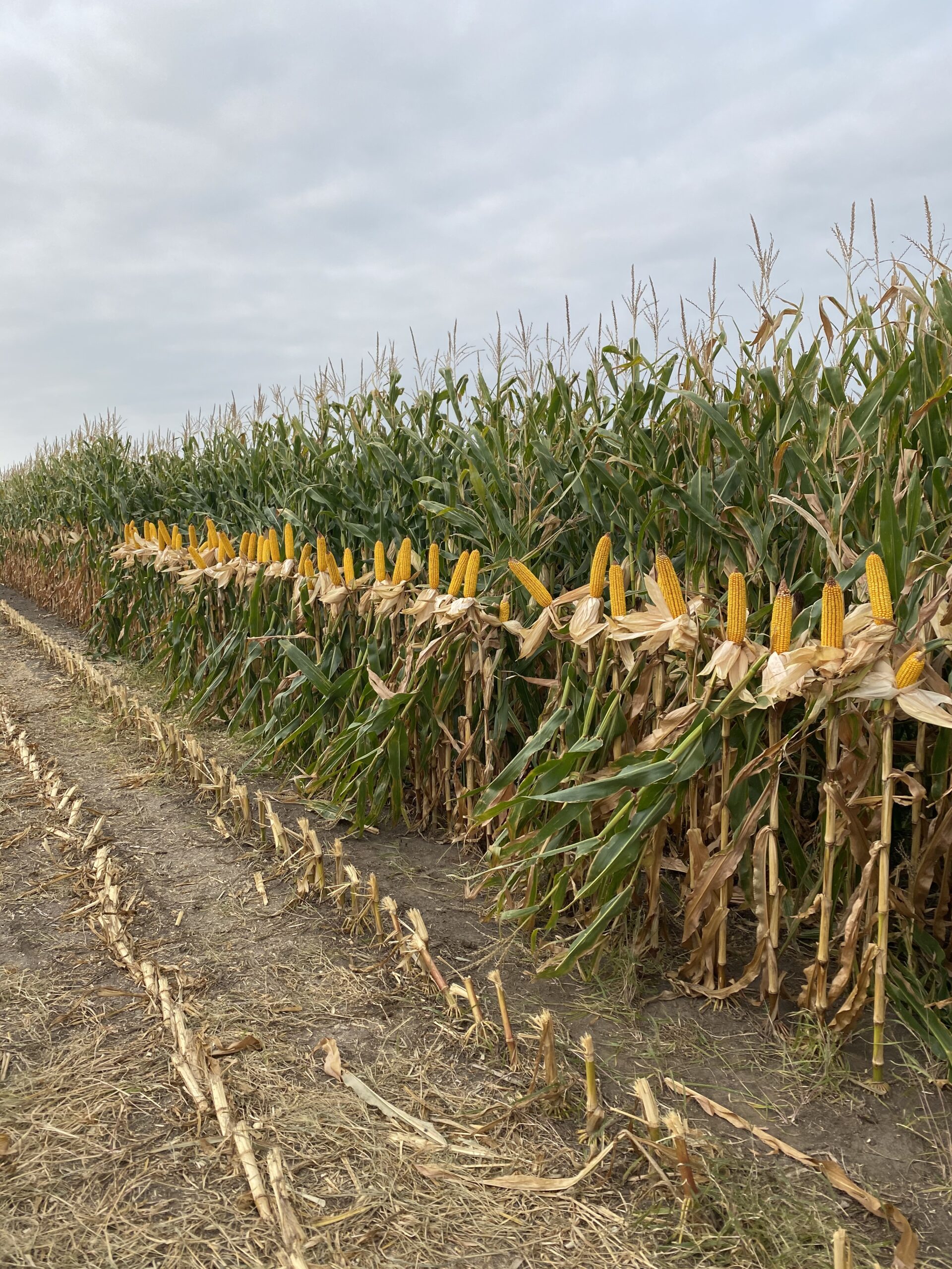 Hefty Brand Corn on Chad Kehn's farm