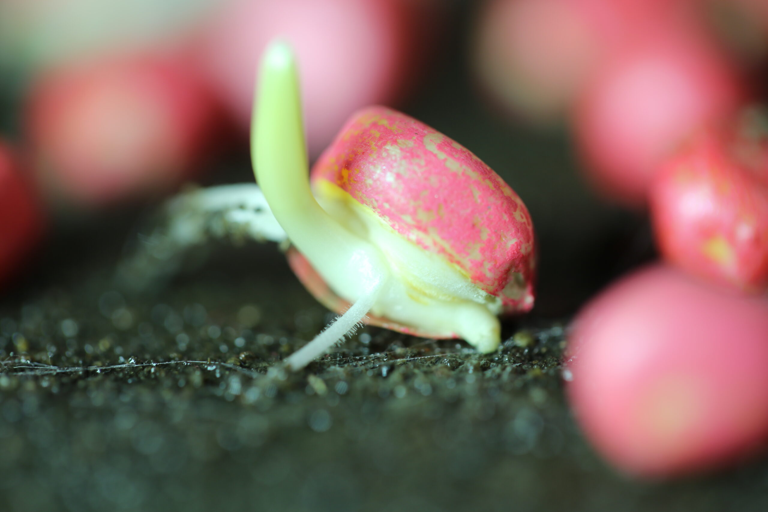 A soybean seed germinating in a seed lab.