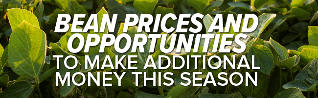 Article Header image: Bean Prices and Opportunities to make additional money this season