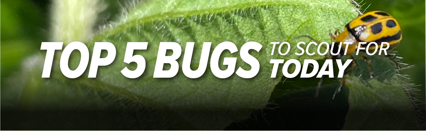 Top 5 Bugs to Scout for Today