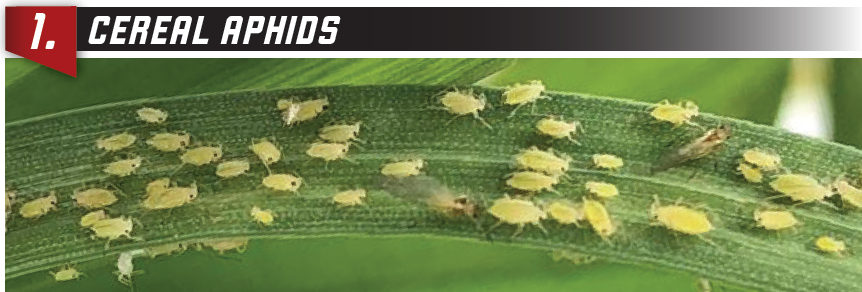 Cereal Aphids