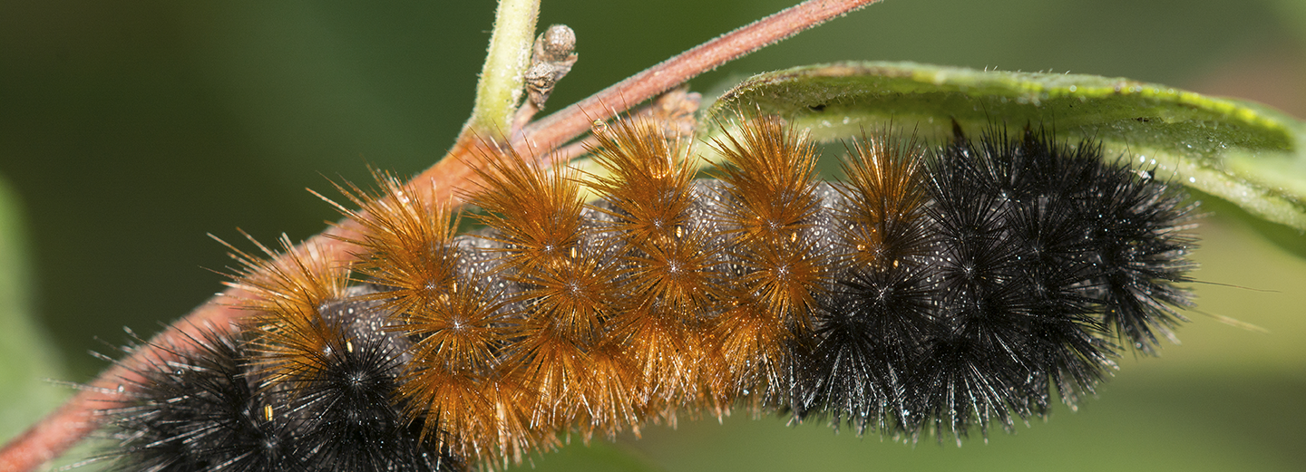 Wooly Bear Caterpillar