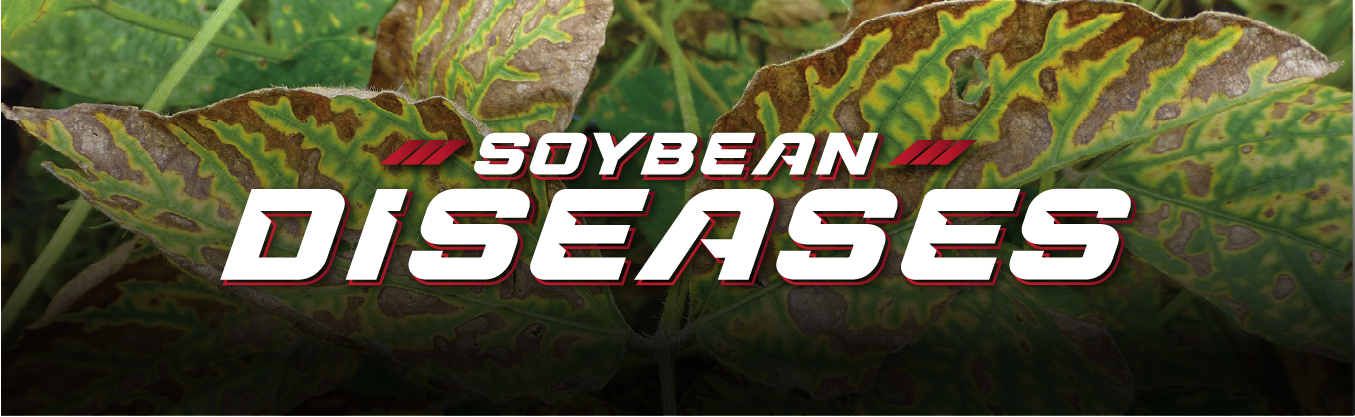 Soybean Diseases