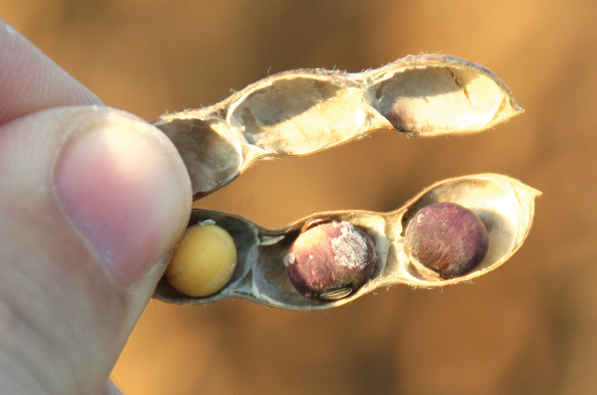 Cercospora in soybeans